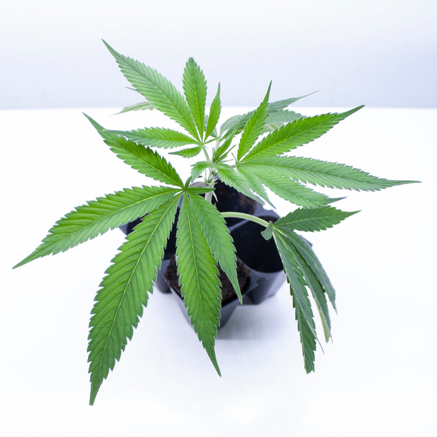 Amnesia core cut