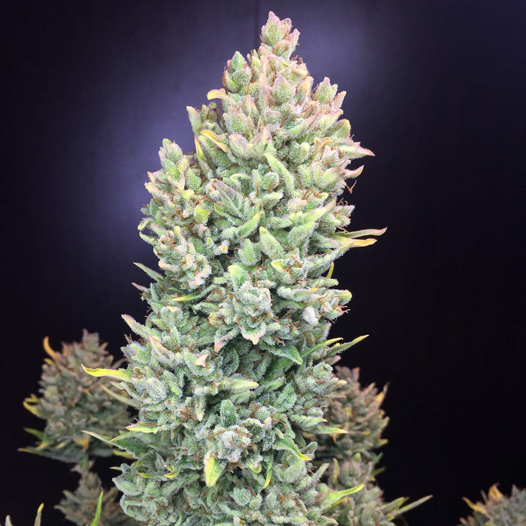 Lemon AK Auto 5 pieces