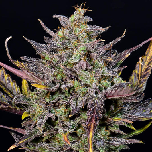 Mexican Airlines Auto 5 pieces