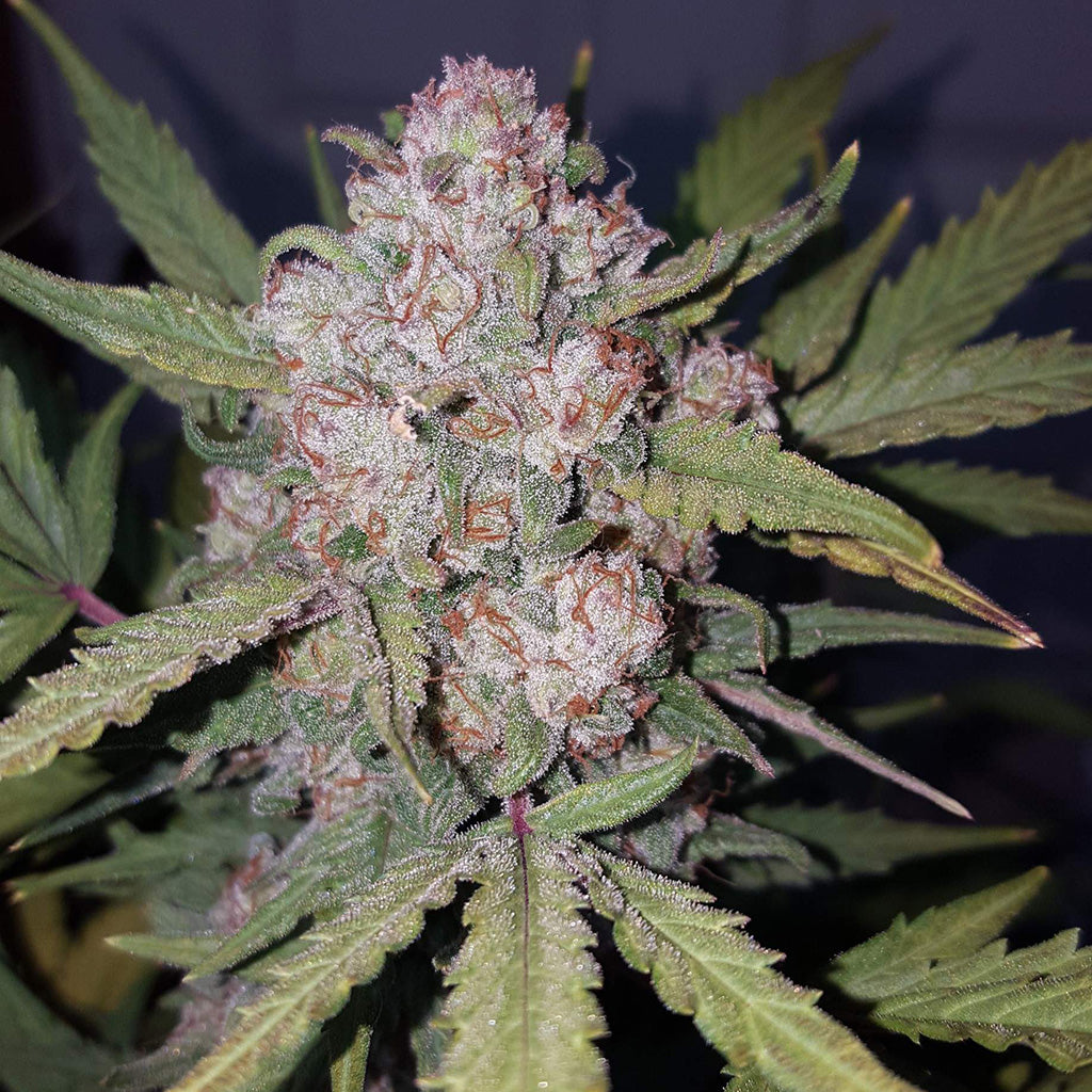 Stardawg Auto 5 pieces