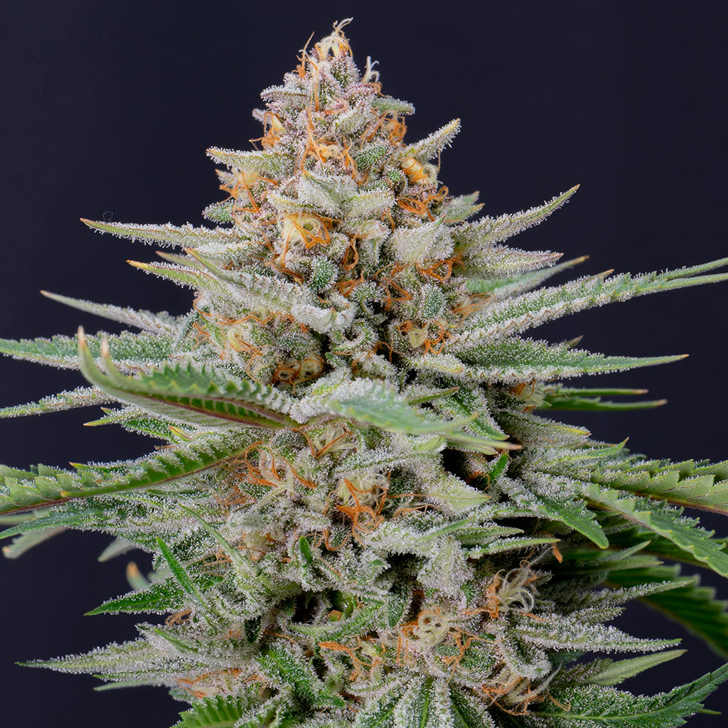 Strawberry Pie Auto 5 pieces