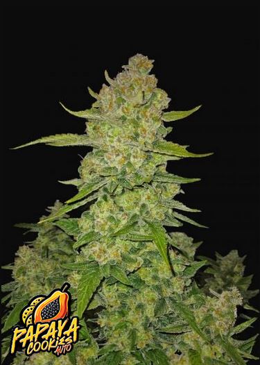 Papaya Cookies Auto 5 Stück