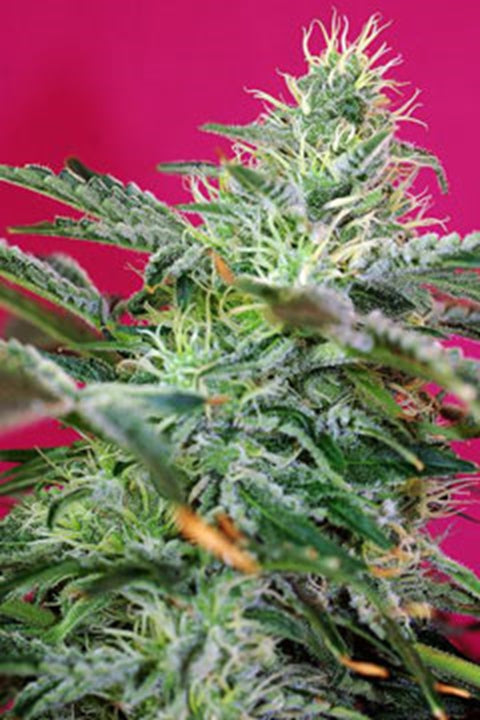 Sweet Cheese