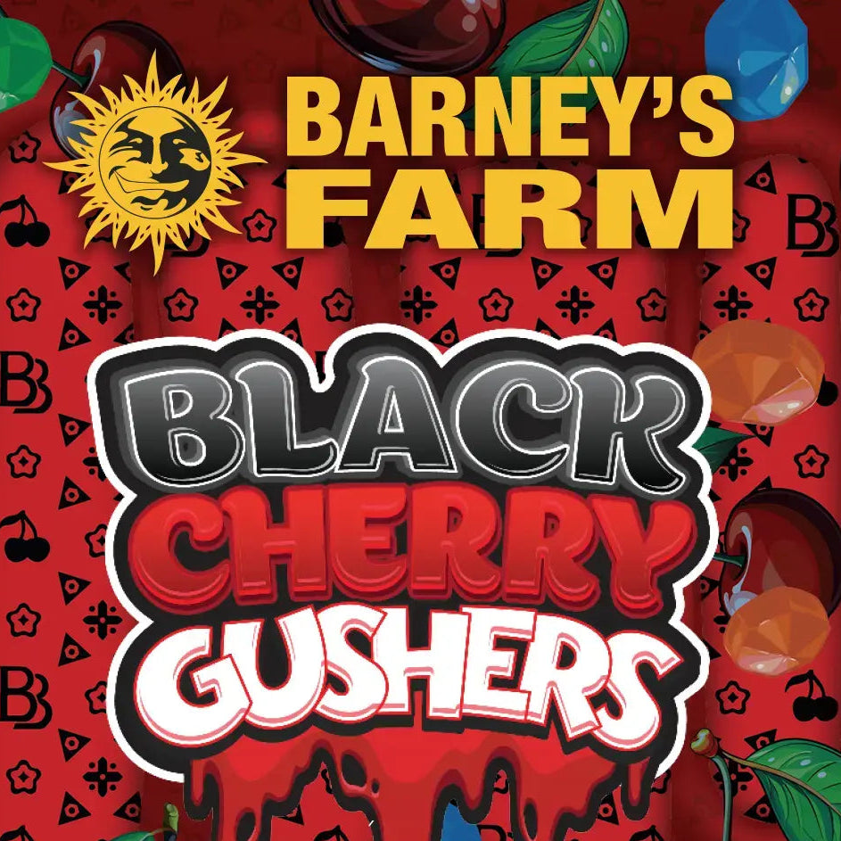 Eine Werbeanzeige für die Samen Black Cherry Gushers der Marke Barneys Farm. Der Hintergrund ist rot mit schwarzen, kleinen Elementen und saftigen Kirschen. Ganz oben mittig befindet sich das Logo von Barneys Farm: eine lächelne Sonne links von der Aufschrift "Barneys Farm". Darunter in drei Zeilen steht: Black Cherry Guschers. Die erste Zeile ist schwarz, die zweite rot und die dritte weiß.