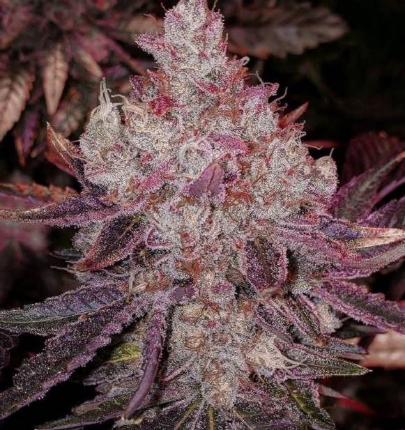 Stecklinge Lemon Zkittle