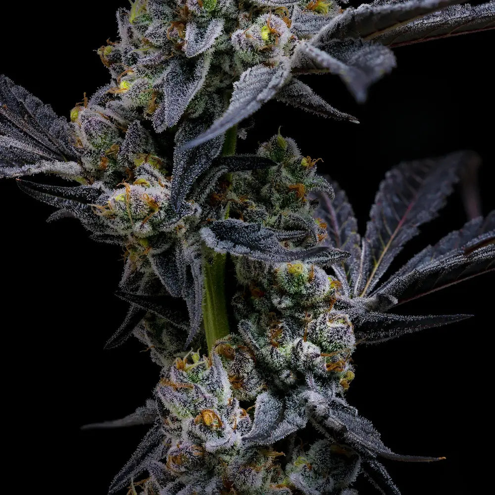 Hanfpflanze Garlic Cookies von Barneys Farm vor einem schwarzen Hintergrund. Die Pflanze ist reich an großen Buds, mit Harz bedeckt, stramme gezackte, tiefgrüne Blätter. Die Knospen haben teilweise orange Härchen.