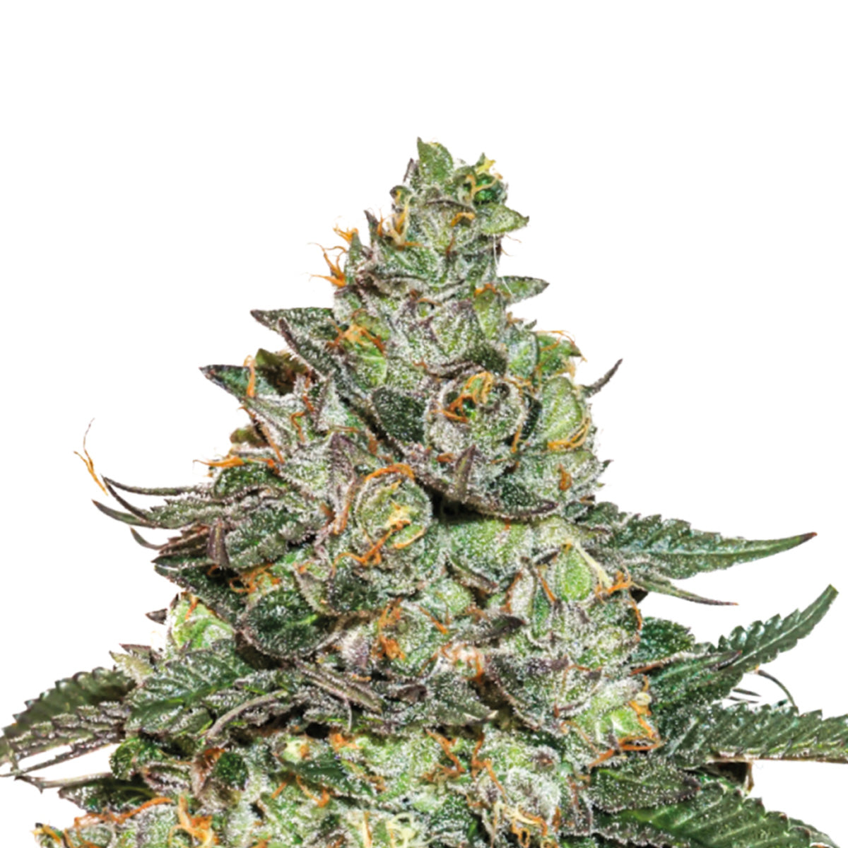 Hanfpflanze aus den Girl Scout Cookies Samen. Viele harzbedeckte Knospen, dichte Blätter und orangene Härchen.