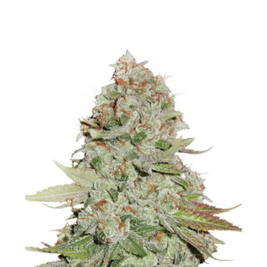 Hanfpflanze aus den GG#4 Samen. Viele harzreiche Knospen dicht aneinander, orangene Härchen, grüne Blätter