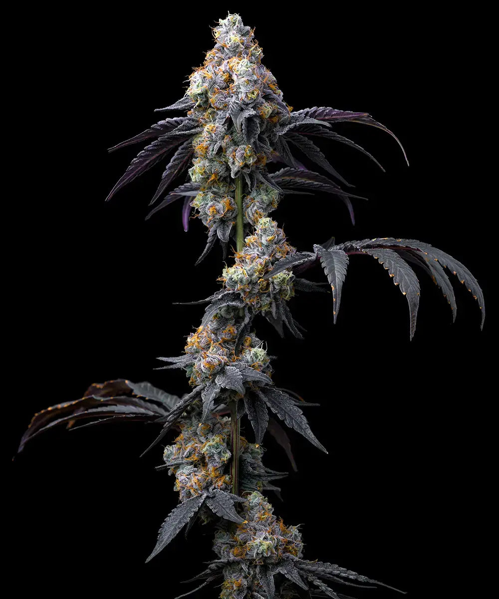 Nahaufnahme einer Rainbow Sherbet Cannabispflanze von Barney’s Farm mit dichten Blüten, reichlich Trichomen und orangefarbenen Härchen auf schwarzem Hintergrund.