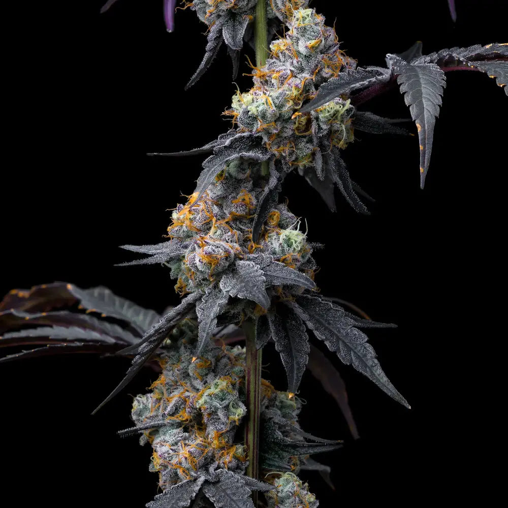 Nahaufnahme einer Rainbow Sherbet Cannabispflanze von Barney’s Farm mit dichten Blüten, reichlich Trichomen und orangefarbenen Härchen auf schwarzem Hintergrund.