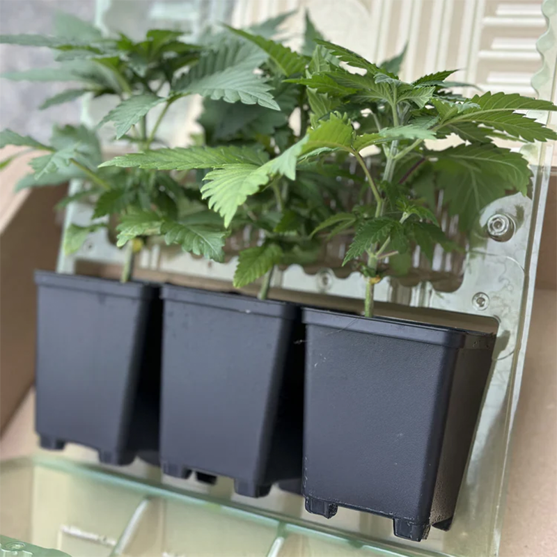 Drei kleine Hanfsämlinge aus den Hanfsamen White Widow. Sie sind in schwarzen Plastiktopfen nebeneinander gestellt mit grünen, saftigen Hanfblättern.