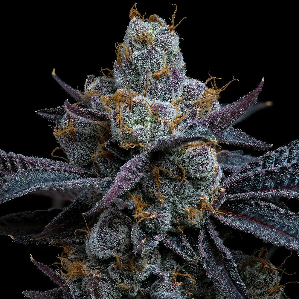 Makroaufnahme einer White Runtz Cannabispflanze von Barney’s Farm mit dichten, dunkelvioletten Blüten, reichlich Trichomen und orangefarbenen Härchen auf schwarzem Hintergrund.