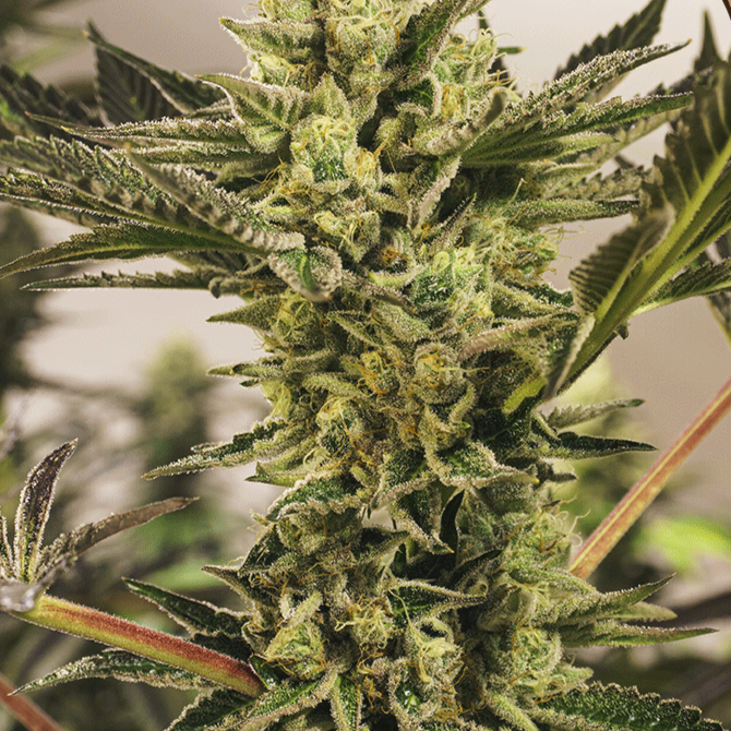 Banana Mash Cannabis Pflanzen Exotic Seeds