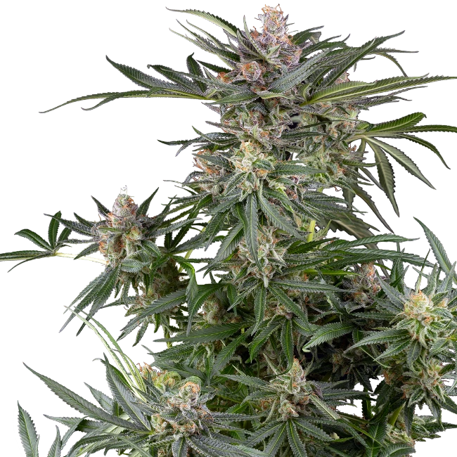 Feminisierte Cannabispflanze von Sensi Seeds mit reife Hanfblüten und Härchen