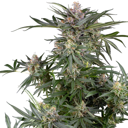Feminisierte Cannabispflanze von Sensi Seeds mit reife Hanfblüten und Härchen