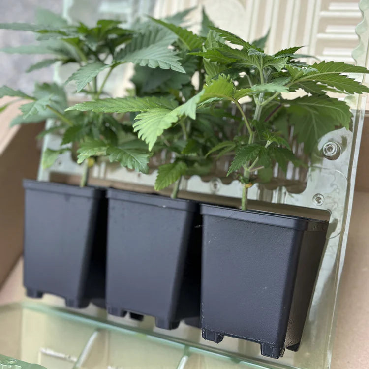 Cannabispflanzen Hanfsämlinge in Transportbox bei Bushdoctor