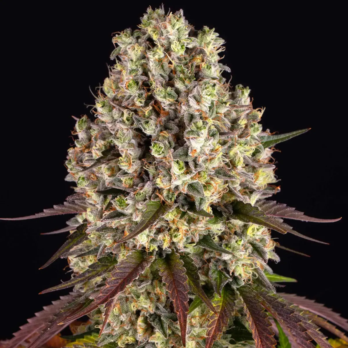 Sour Diesel CannabisPflanze von Barney's Farm