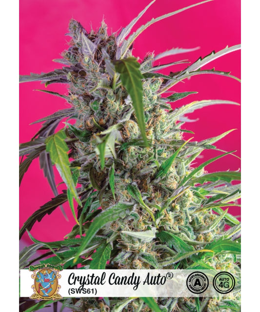 Crystal Candy Auto feminized 3 pieces