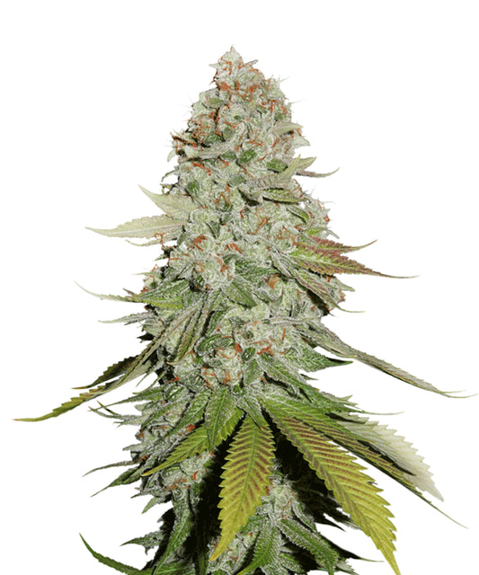 Gorilla Glue feminized 100 seeds