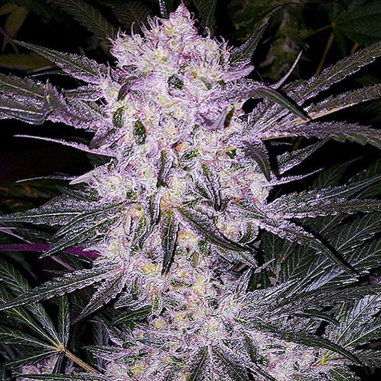 Steckling Lilac Cookies (6 pack)