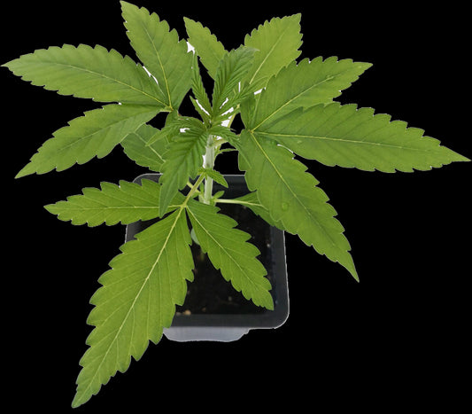 Seedling Zkittalicious 0,25 L