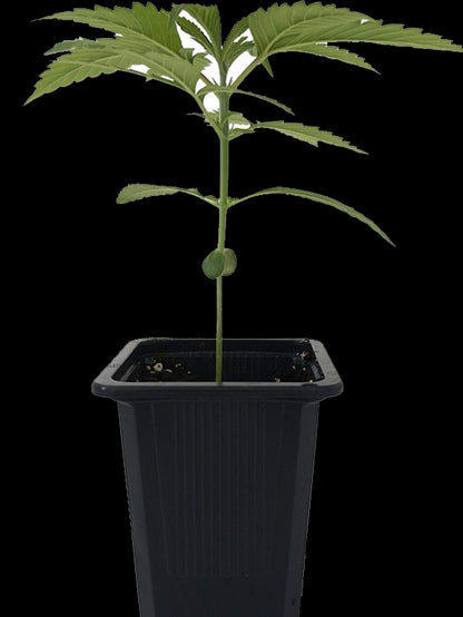 Seedling BCN Critical XXL 1,5 L