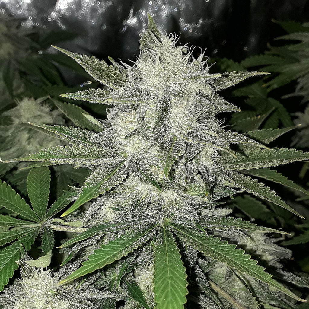 Girl Scout Cookies Auto 5 Stück