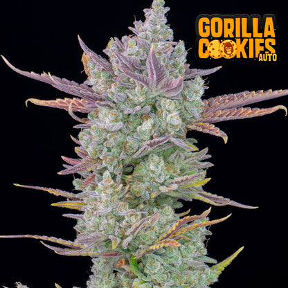 Gorilla Cookies