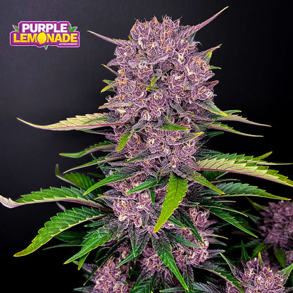 Purple Lemonade