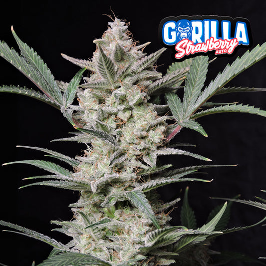 Strawberry Gorilla Auto 5 Stück