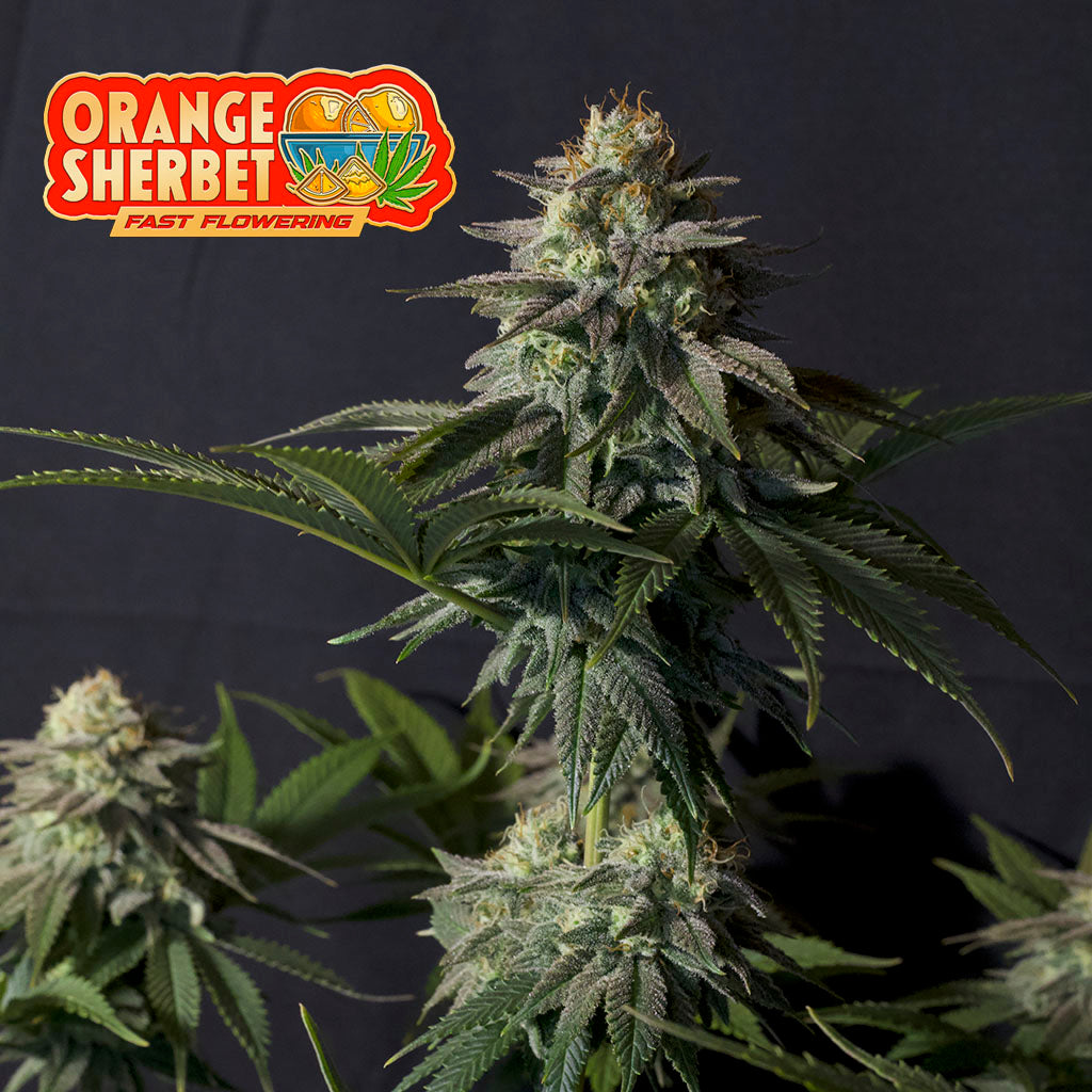 Orange Sherbet