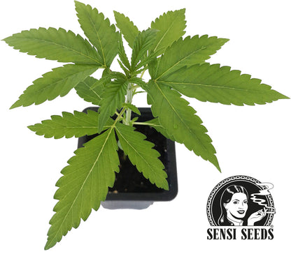 Early Skunk Feminisiert 0,25 L (1 Stk.)