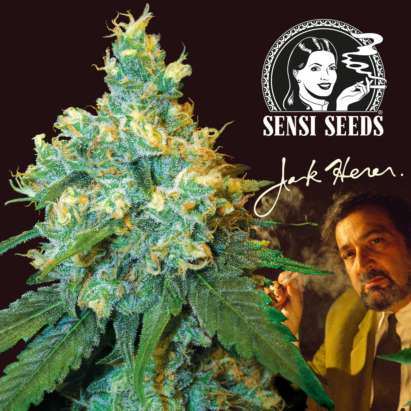 Seedling Jack Herer 0,25 L (1 pc)