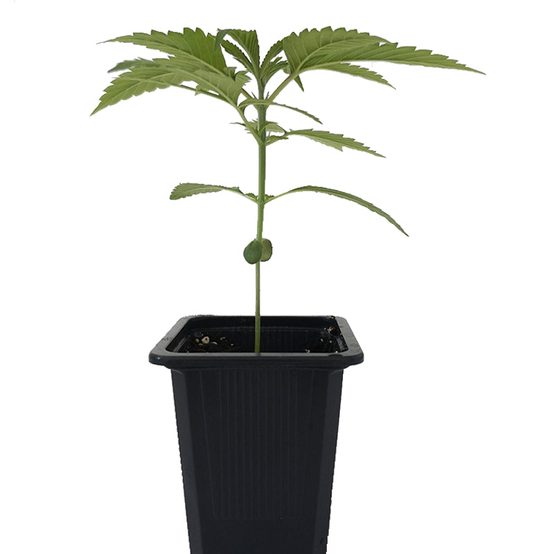 Seedling Jack Herer 0,25 L (1 pc)