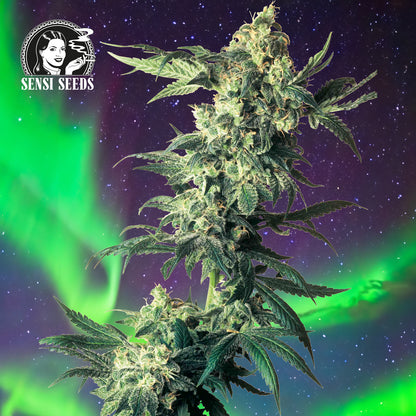 Seedling Northern Lights 0,25 L (1 pc)