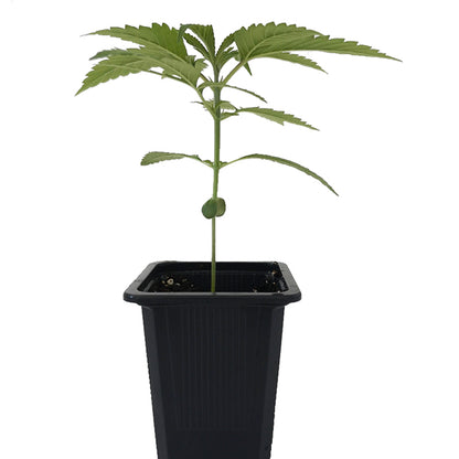 Seedling Northern Lights 0,25 L (1 pc)