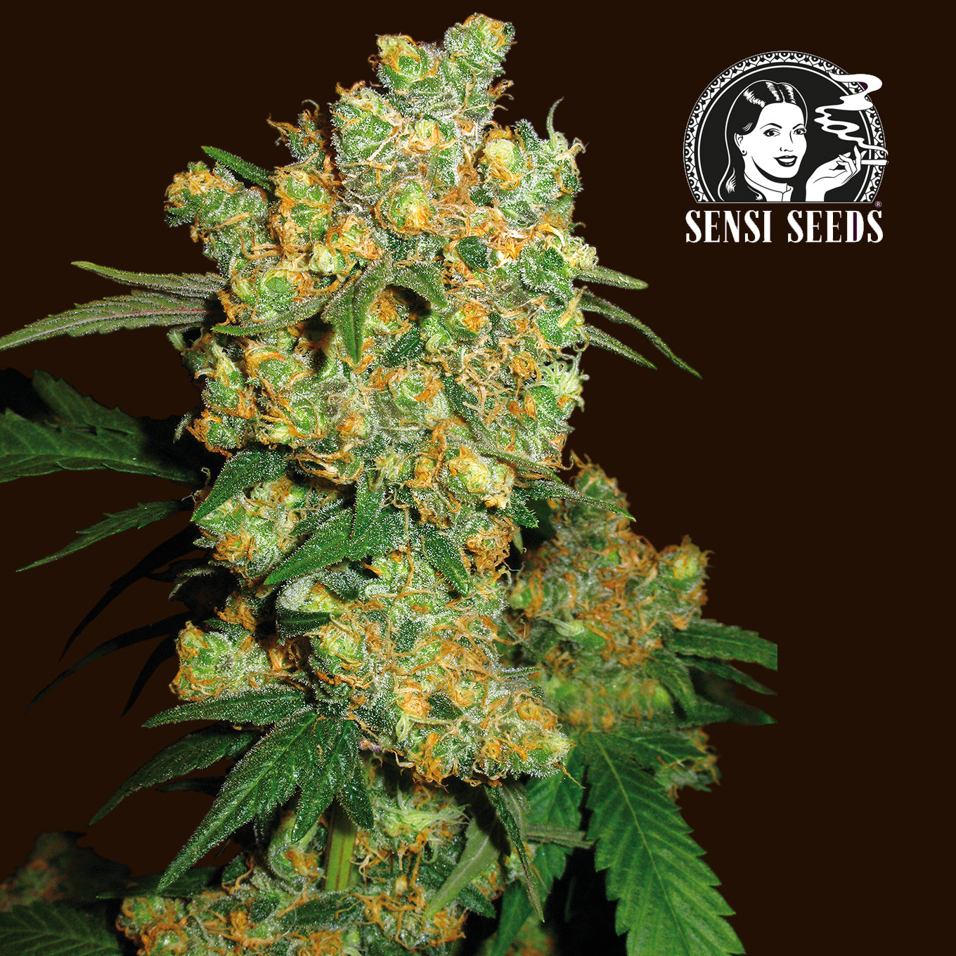 Big Bud Feminisiert 0,25 L (Sensi Seeds) (1 Stk.)