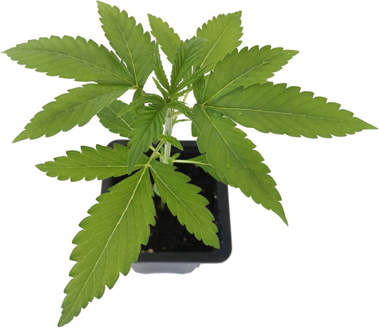 Seedling Jack Herer 1,5 L