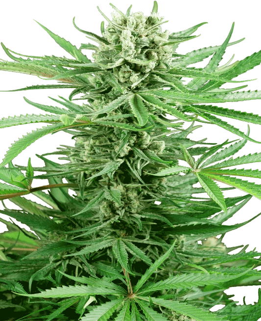 Seedling Big Bud 1,5 L (Sensi Seeds)