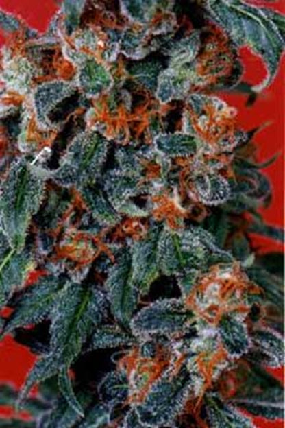 Orange Bud