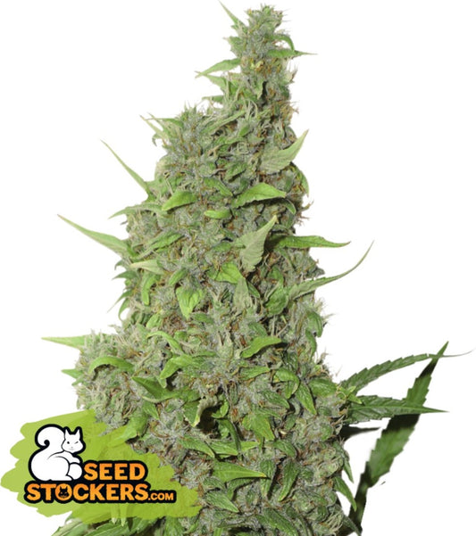 Seedling BCN Power Plant 1,5 L