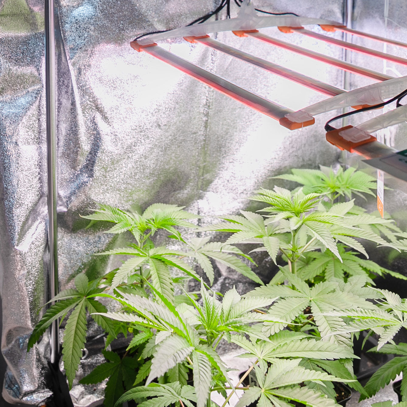 Home Grow Pro System