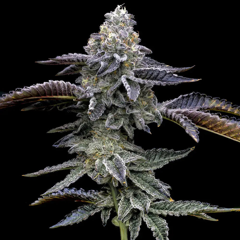 Hanfpflanze Blue Dream von Barneys Farm. Grün und dunkellila farbige Pflanze, dicht bedeckt mit harzreichen Knospen und grün-lila, gezackten Blättern, mit einem starken Stamm vor einem schwarzen Hintergrund.