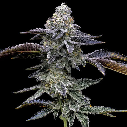 Hanfpflanze Blue Dream von Barneys Farm. Grün und dunkellila farbige Pflanze, dicht bedeckt mit harzreichen Knospen und grün-lila, gezackten Blättern, mit einem starken Stamm vor einem schwarzen Hintergrund.