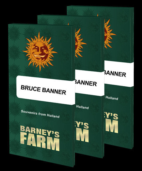 Drei Verpackungen der Samen Bruce Banner von Barneys Farm aneinander gereiht. Die Verpackungen sind dunkelgrün, die Sonne vom Logo der Marke befindet sich oben mittig, darunter steht "Bruce Banner" in einem weißen Rechteck mit abgerundeten Ecken. Unter diesem ist die Aufschrift "Souvenirs from Holland" und ganz unten mittig befinden sich in einem hellen gelb die Schrift "Barneys Farm".