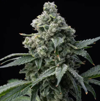 Hanfpflanze Bruce Banner von Barneys Farm. Saftig grüne Pflanze, dicht bedeckt mit harzreichen Knospen und grünen, gezackten Blättern vor einem schwarzen Hintergrund.