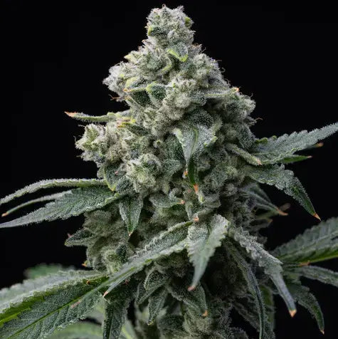 Hanfpflanze Bruce Banner von Barneys Farm. Saftig grüne Pflanze, dicht bedeckt mit harzreichen Knospen und grünen, gezackten Blättern vor einem schwarzen Hintergrund.