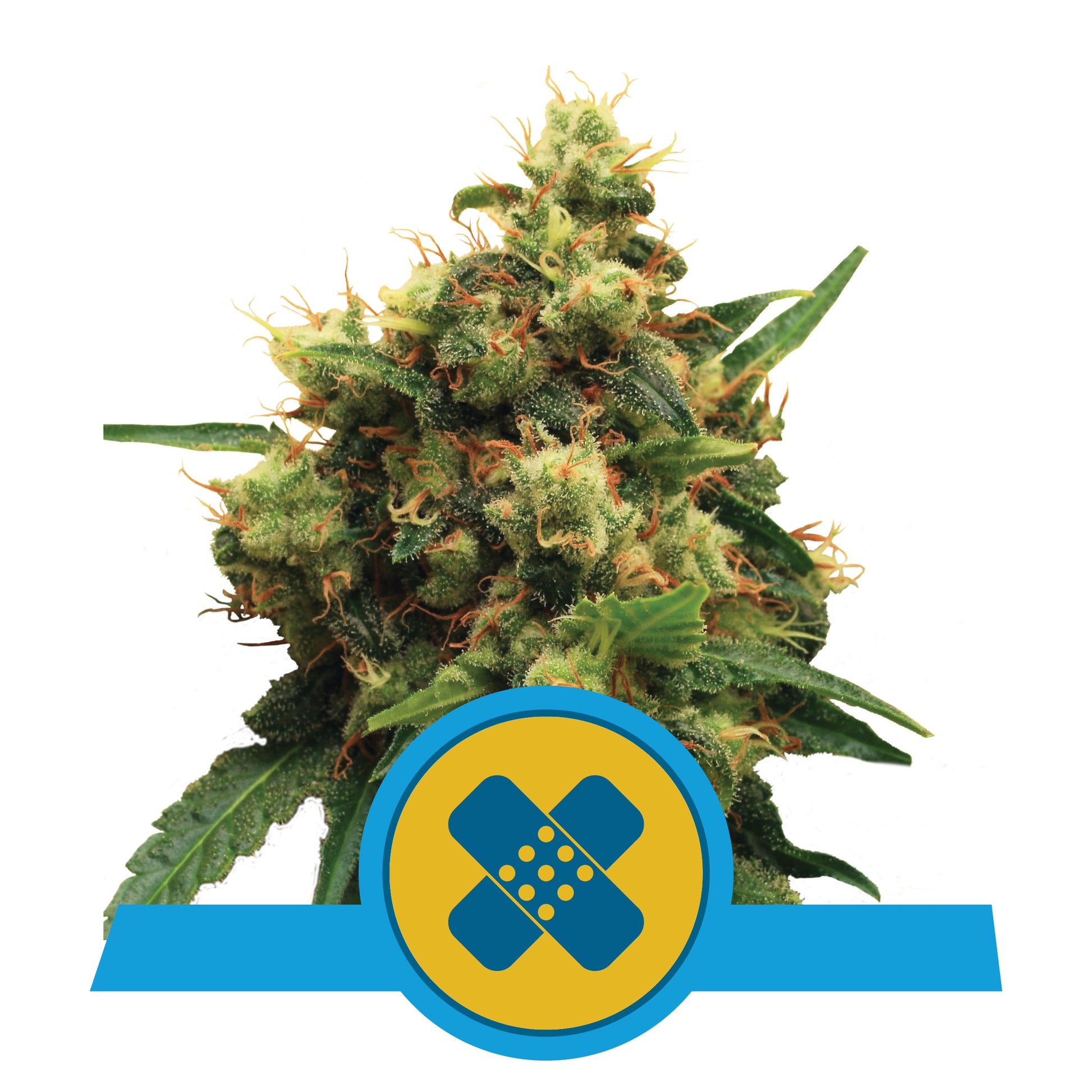 Hanfpflanze von Royal Queen Seeds Painkiller CBD