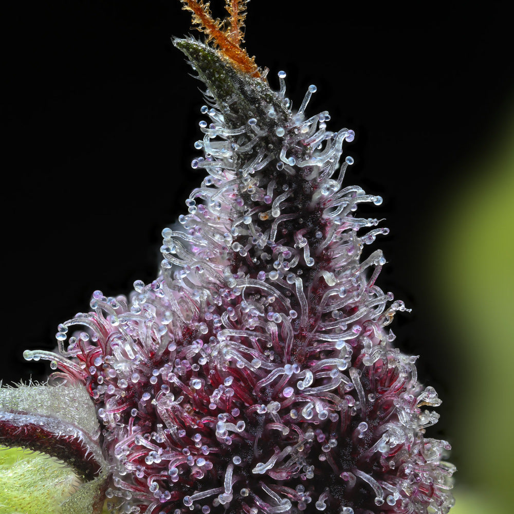 Makroaufnahme von Cannabis-Trichomen auf der Sorte „Cherry Poppers" von Barneys Farm. Klare, pilzförmige Harzdrüsen bedecken dicht die grün-lila Blütenoberfläche. An der Spitze sind orange Härchen. Der unscharfe Hintergrund ist schwarz mit einem kleinen grünen Anteil.
