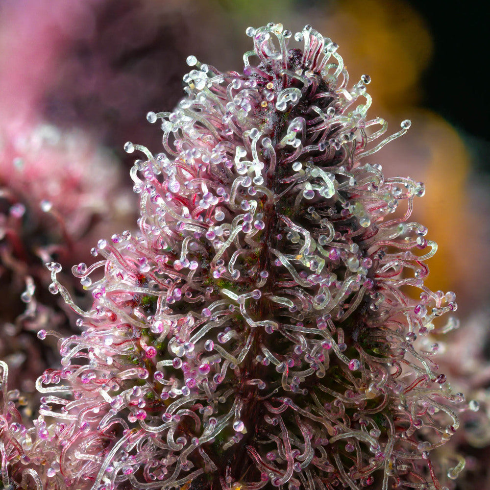 Makroaufnahme von Cannabis-Trichomen auf der Sorte „Cherry Poppers" von Barneys Farm. Klare, pilzförmige Harzdrüsen bedecken dicht die grün-lila Blütenoberfläche. An der Spitze sind orange Härchen. Der Hintergrund ist unscharf mit den arben lila, grün, orange und schwarz.